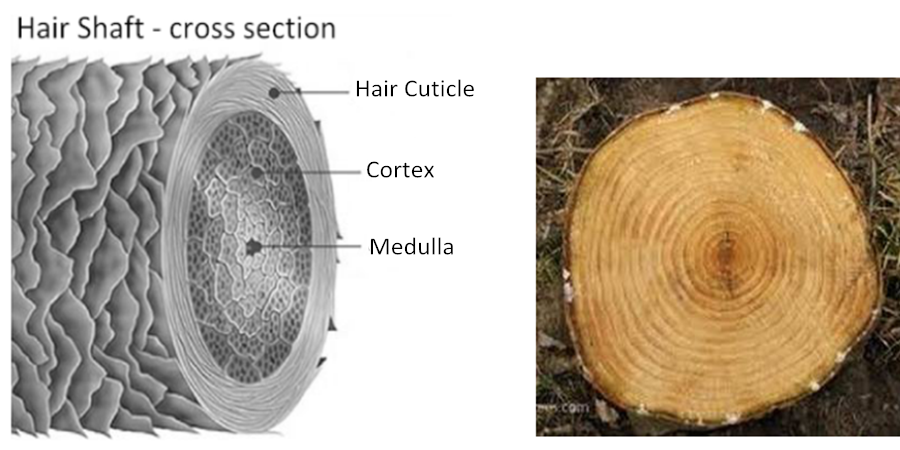 Do you really know the human hair?